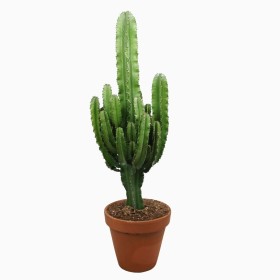 EUPHORBIA ERITREA M27  H110