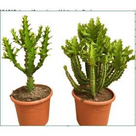 EUPHORBIA MIX M25