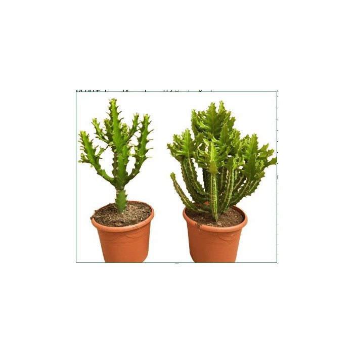 EUPHORBIA MIX M25