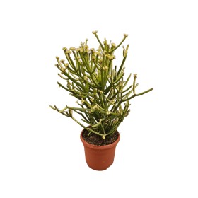 EUPHORBIA TIRUCALLI M17 VARIEGADA