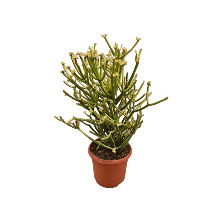 EUPHORBIA TIRUCALLI M17 VARIEGADA