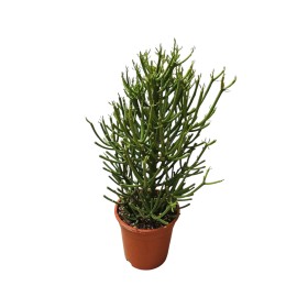 EUPHORBIA TIRUCALLI M21