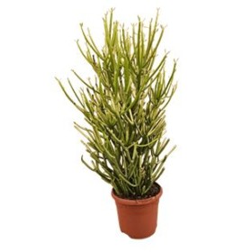 EUPHORBIA TIRUCALLI M17 VARIEGADA  XL
