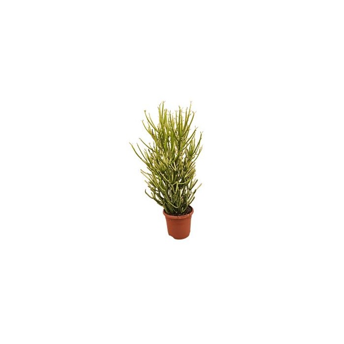 EUPHORBIA TIRUCALLI M17 VARIEGADA  XL