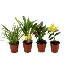 ORQUIDIES, MIX 1 VARA M 6  H10