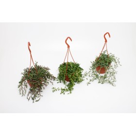 SENECIO  PENJAR  M15 MIX