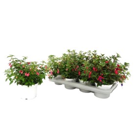 FUCHSIA M13 - COMPACT