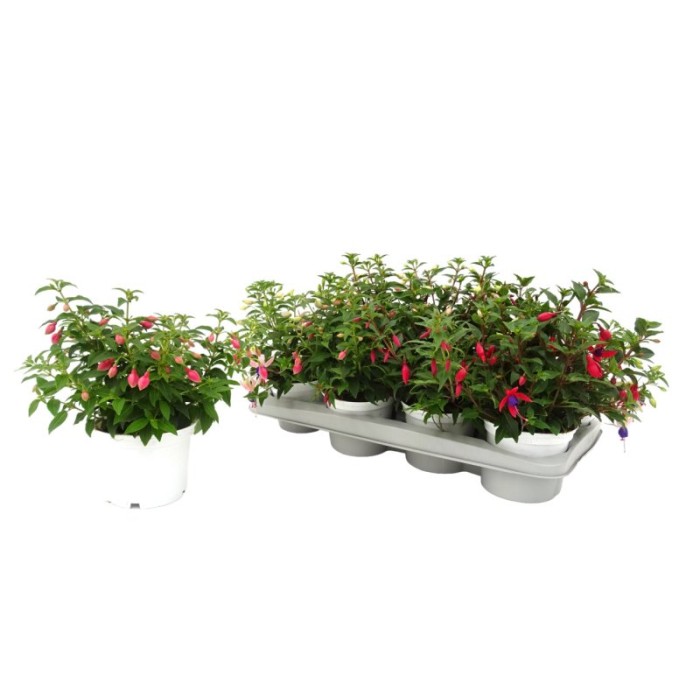 FUCHSIA M13 - COMPACT