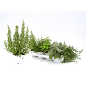 AROMATICA MIX M13