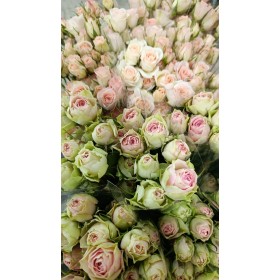 ROSA SPRAY 50/60cm. x 5 (ramificada)