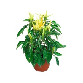 CAPSICUM ANNUUM CHILLY-CHILLY M11