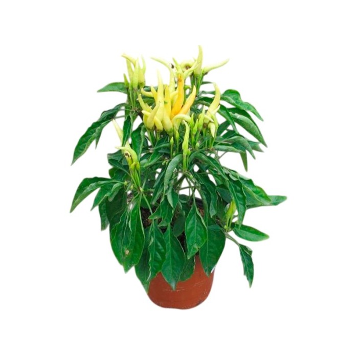 CAPSICUM ANNUUM CHILLY-CHILLY M11