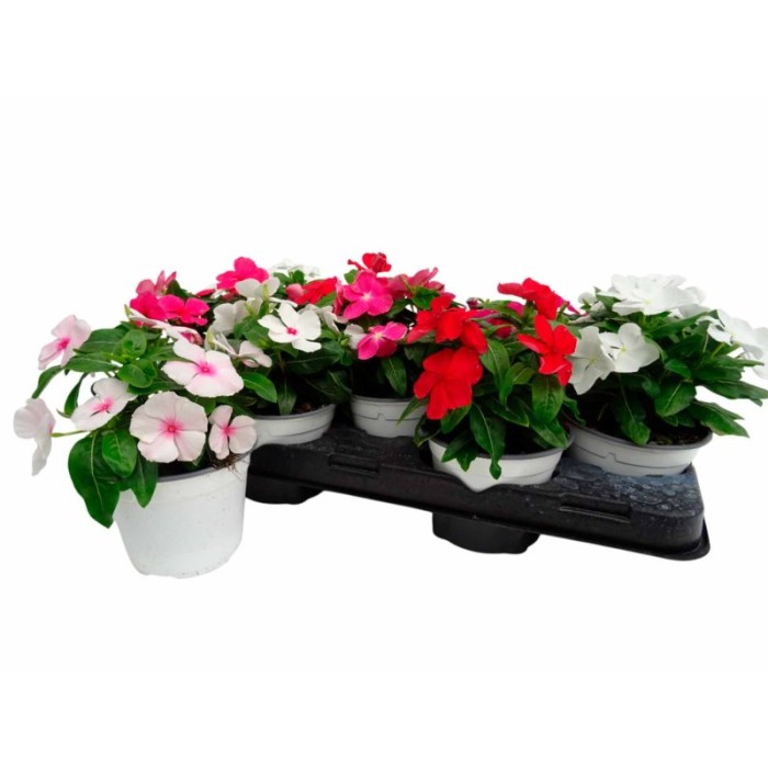 CATHARANTHUS ROSEUS M13