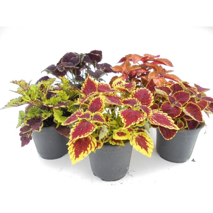 COLEUS MAIN STREET M13