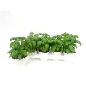 OCIMUM BASILICUM PESTO M13