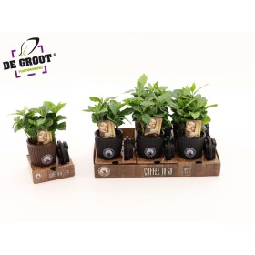 COFFEA ARABICA VASO CON TAPA M9