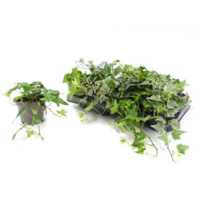 HEDERA HELIX M13 - COLLECTION