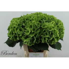 FLOR, HORTENSIA VERDA 65cm x5 tiges.