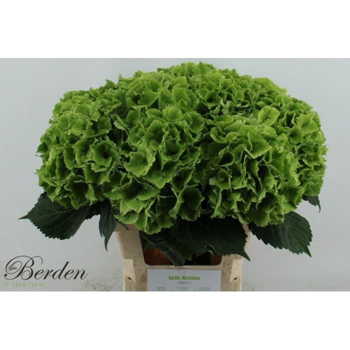FLOR, HORTENSIA VERDA 65cm x5 tiges.