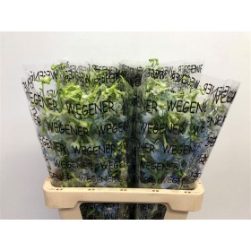 FLOR, DELPHINIUM DUC 150 cm x5 tiges