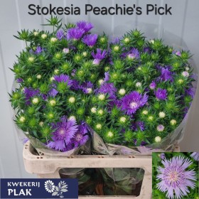 FLOR, STOKESIA 55 CM X 10 TIGES