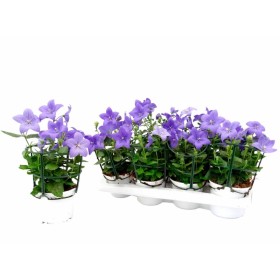 PLATYCODON GRANDIFLORUS 13