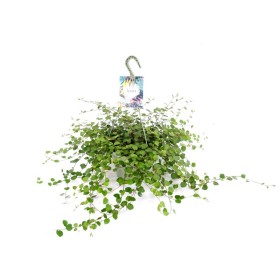 MUEHLENBECKIA GIGA T23