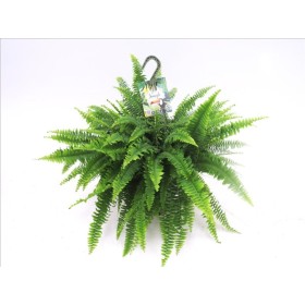 NEPHROLEPIS MONTANA T23