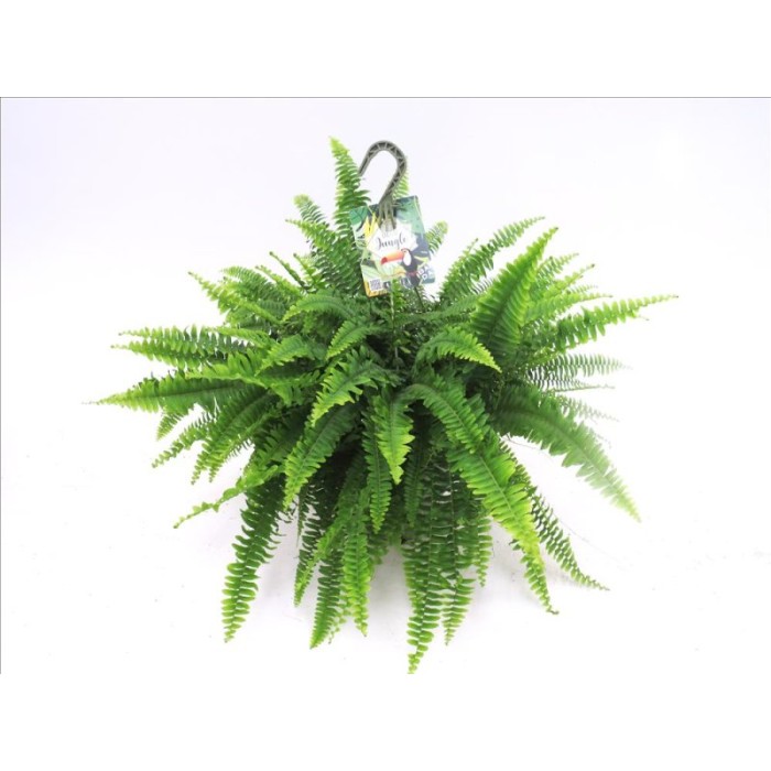 NEPHROLEPIS MONTANA T23
