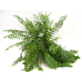 NEPHROLEPIS MACHO T23