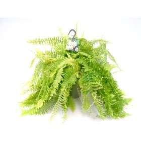 NEPHROLEPIS TIGER T23