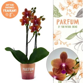 PHALAENOPSIS 2 BRANQUES M12 PERFUMADES 