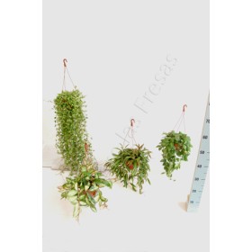 HOYA MIX PENJAR M15