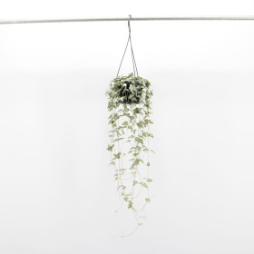 CEROPEGIA WOODII  LUUK M14 PENJAR