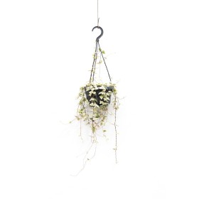 CEROPEGIA WOODII  MEREL M14 PENJAR
