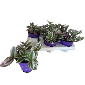 TRADESCANTIA  M12 NANOUK