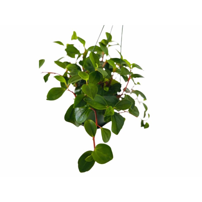 PEPEROMIA PENJAR  M15 MIX