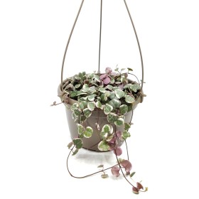 CEROPEGIA WOODII  M15 Variegata PENJAR