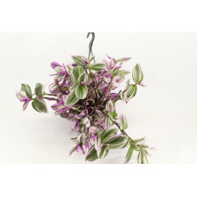 TRADESCANTIA NANOUK PENJAR M23