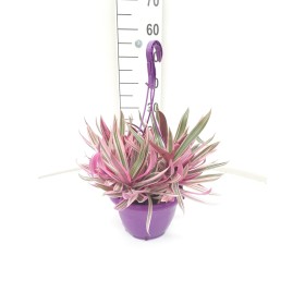 TRADESCANTIA PINK PENJAR M20