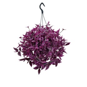 TRADESCANTIA  M19 Pink Paradise