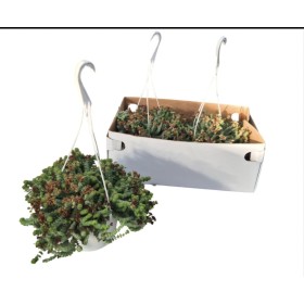 CRASSULA HOTTENTOT  MARNIERIANA M17 PENJAR
