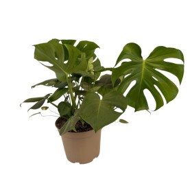 MONSTERA DELICIOSA 10L
