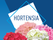 Hortensies