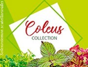 Coleus Collection